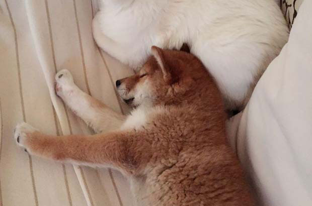 My Shiba Inu dog Qiumi is two years and three months old this year