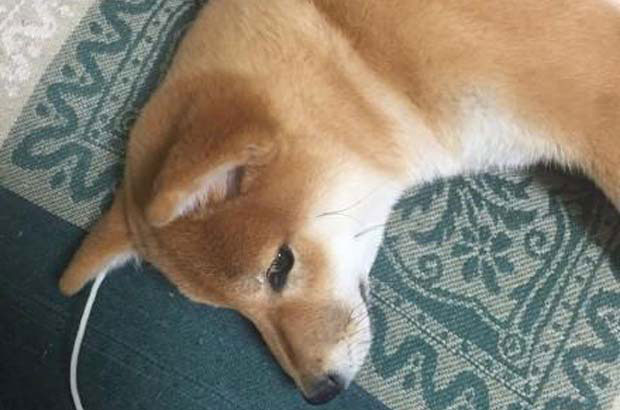 My Shiba Inu Tubo is very clingy
