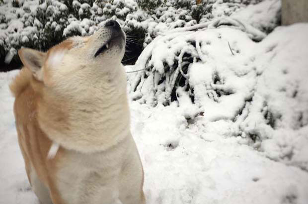 My two dogs: Deer dog Lulu and Shiba Inu Shikamaru