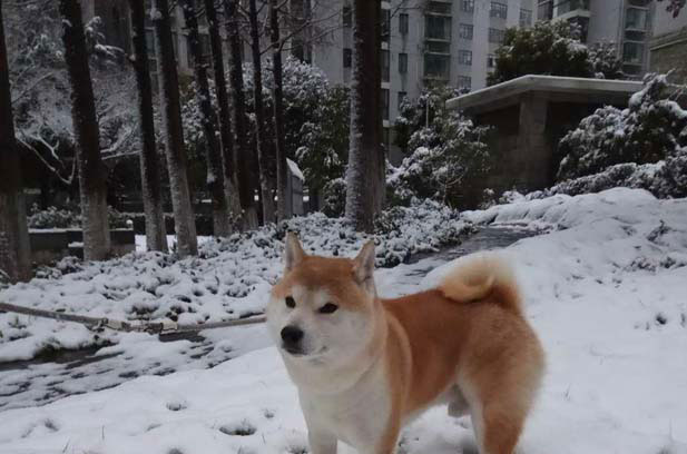 Daily life of my Shiba Inu Tokyo
