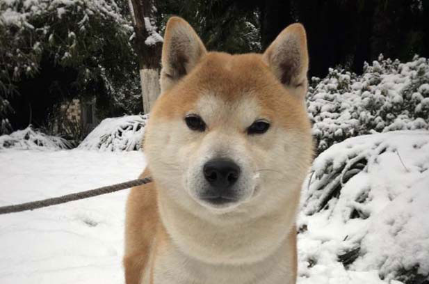 My two dogs: Deer Dog Lulu and Shiba Inu Shikamaru