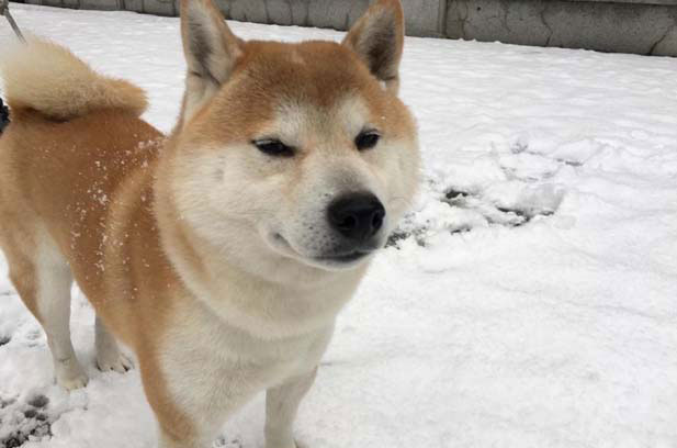 I have two dogs: Shiba Inu and Akita
