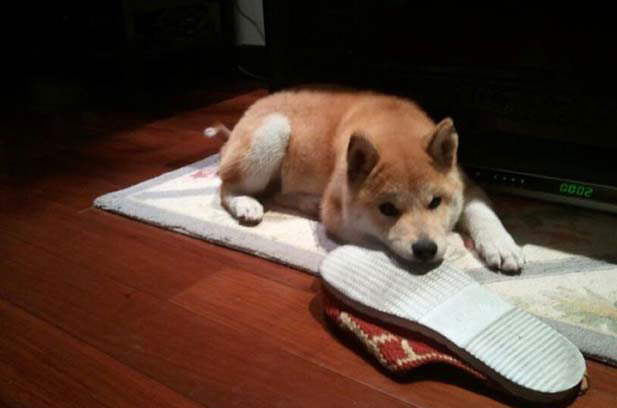 The story of my Shiba Inu, Chek Nao