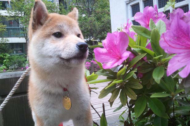 The story of my Shiba Inu, Chek Nao