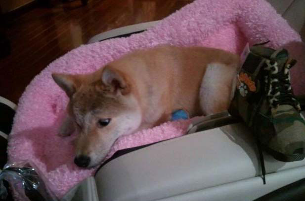 I have a black Shiba Inu named Archer, also known as Ergou