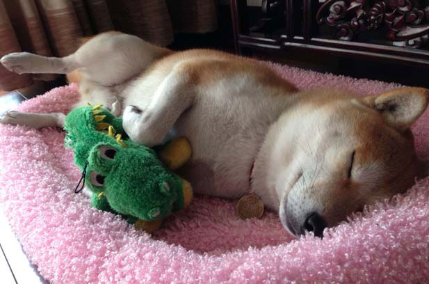 I have a black Shiba Inu named Archer, also known as Er Gou