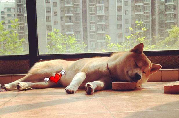 My Shiba Inu BUFF actually bit me