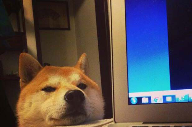 My Shiba Inu BUFF actually bit me