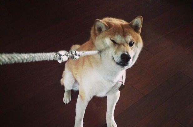 Shiba Inu Luobo is a dog famous for his cleanliness in the whole park