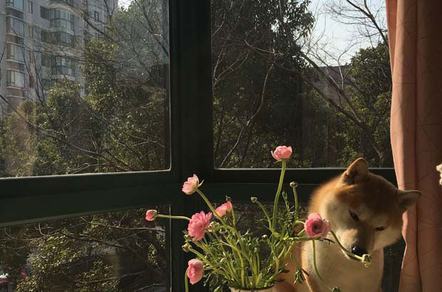 Shiba Inu Radish is a well-known clean freak in the whole park