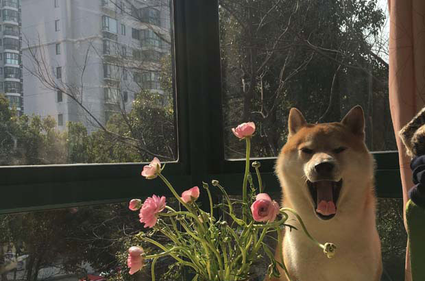 Shiba Inu has so many advantages