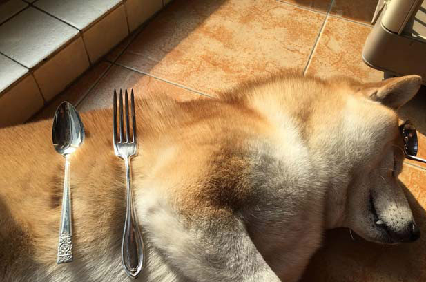 My Shiba Inu KIKI’s Growth Diary