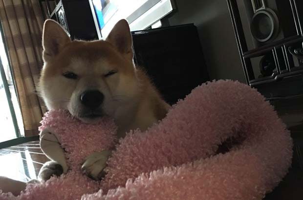Daily life of my Shiba Inu Banli