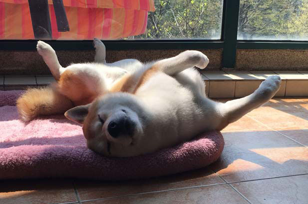 The Daily Life of Chinese Chestnut in Shiba Inu