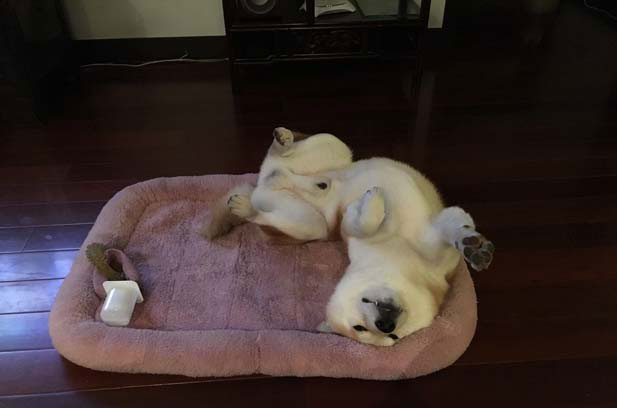 Shiba Inu Qiuqiu’s daily life