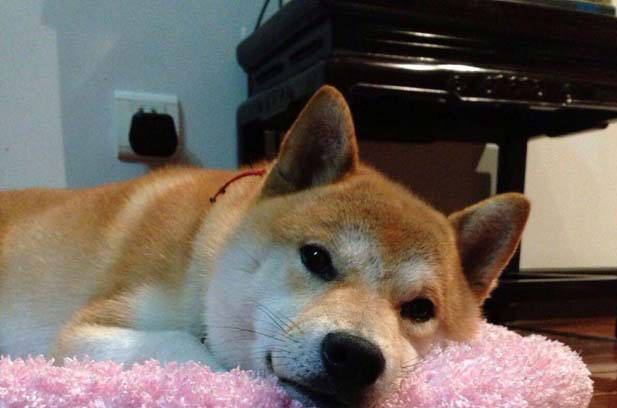 Today is the one-year birthday of my autumn dog Egg Roll