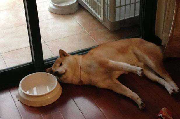 Daily life of Haru the Autumn Dog
