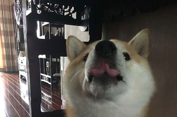 Shiba Inu is really cute when it is cute