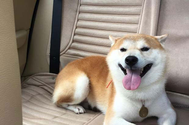 The daily growth of my dog ​​Qiucai
