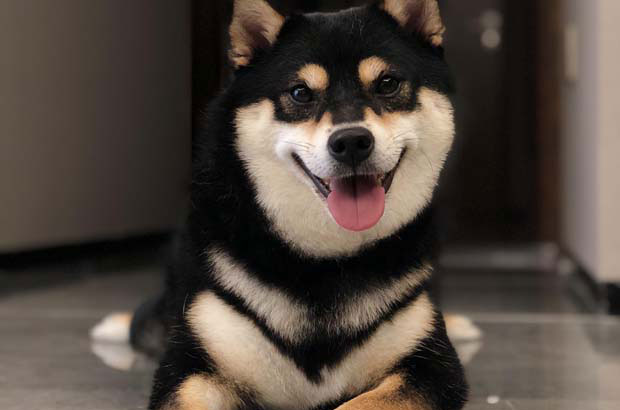 My Story with Autumn Dog June (1)