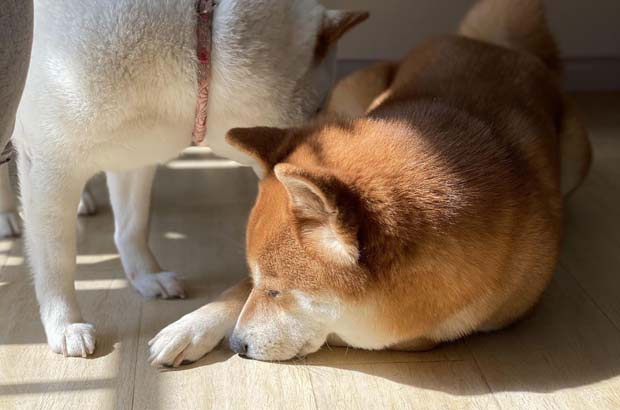 One month after the story of me and autumn dog June