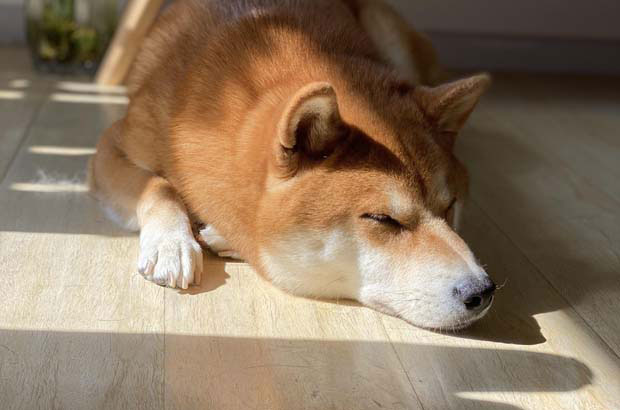 My Story with Autumn Dog June (3)
