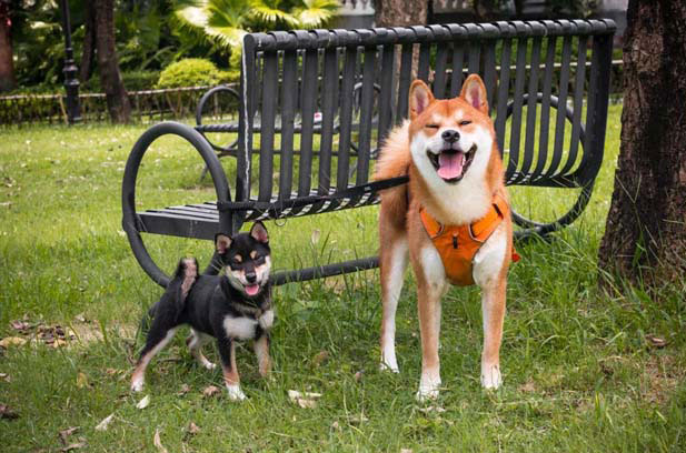 The daily growth of my Shiba Inu Yuanbao (1)