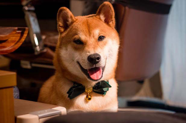 The daily growth of my Shiba Inu Yuanbao (2)