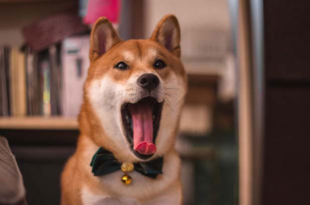 The daily growth of my Shiba Inu Yuanbao (3)
