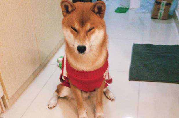 The daily growth of my dog ​​Fa Cai (1)