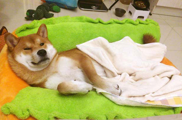 The daily growth of my dog ​​Fa Cai (2)