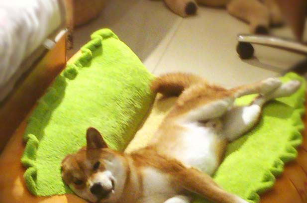 The daily life of a beautiful and stubborn little black Shiba Inu in the first year of junior high school