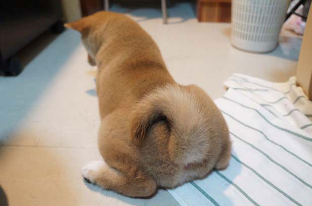 The daily growth of a beautiful and stubborn little black Shiba Inu (2)
