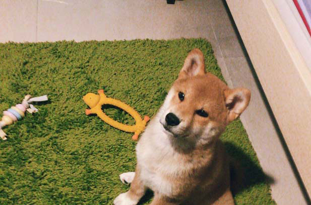 The growth of a beautiful and stubborn little black Shiba Inu Chuyi (3)