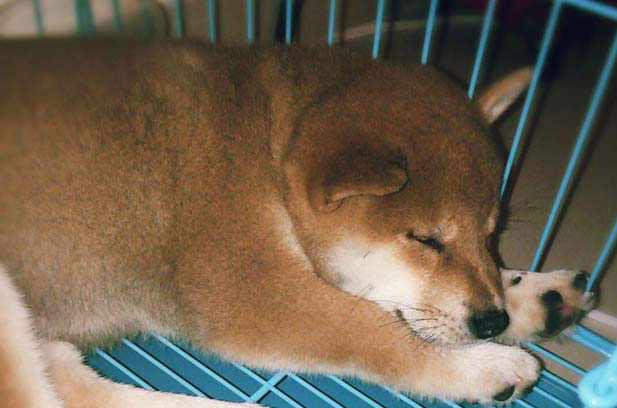 The growth of a beautiful and stubborn little black Shiba Inu Chuyi (4)