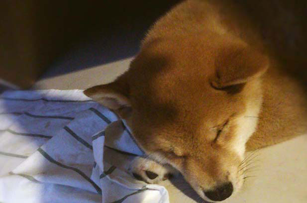 The daily growth of Qiu Dog Leshi (1)
