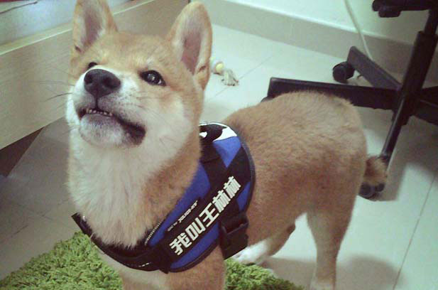 My Shiba Inu is really stupid, but he wins in appearance