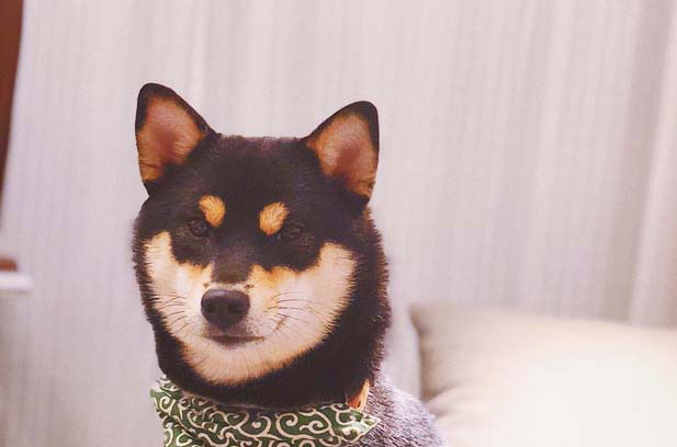My cute dog Roukuai