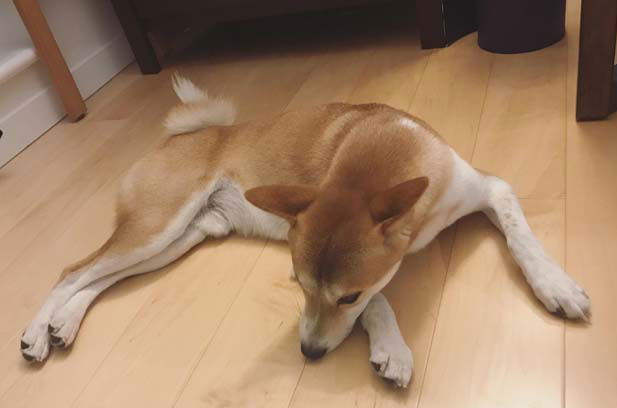 Baobao, a rebellious red Shiba Inu (1)