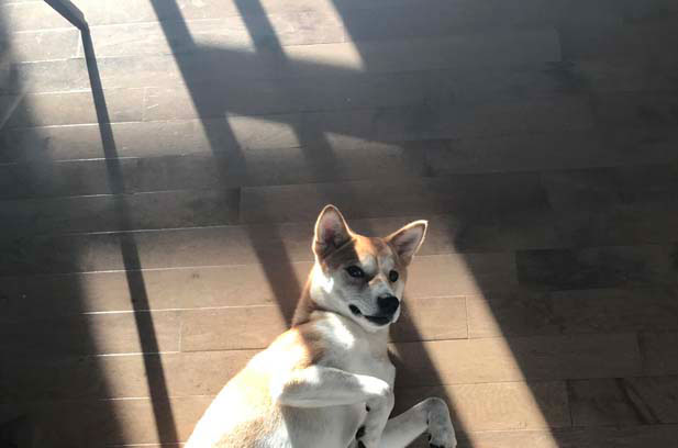 A rebellious red Shiba Inu Baobao (2)
