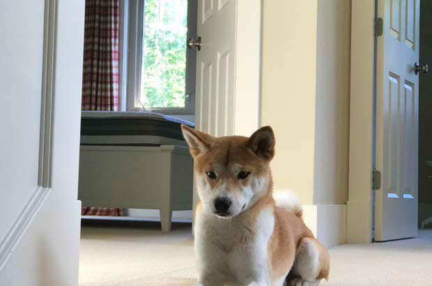 Shiba Inu Haoya Anecdotes (1)