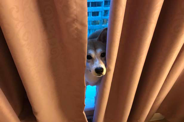 Shiba Inu Anecdotes (2)