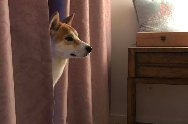 Daily Record of Shiba Inu Dudu Jiang
