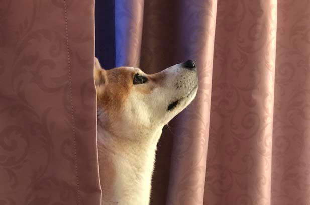 Raising a Shiba Inu, you will never regret