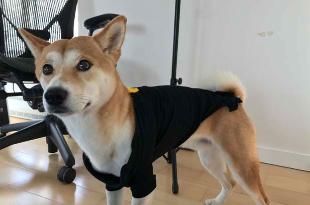 Shiba Inu Arya’s Growth Diary (2)