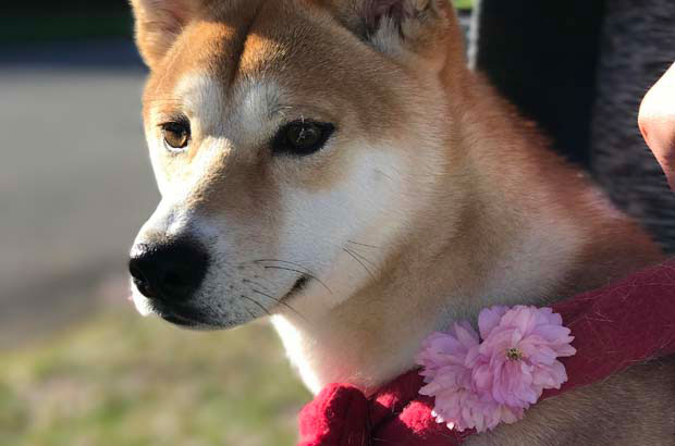 Shiba Inu Arya’s Growth Diary (3)