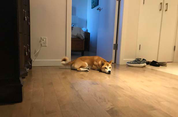 My Shiba Inu Seven has grown up