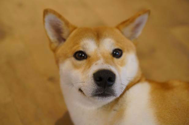 Daily updates of my Shiba Inu Ma Xiaotu (2)
