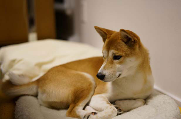 Raising a Shiba Inu is like raising a jerk (1)