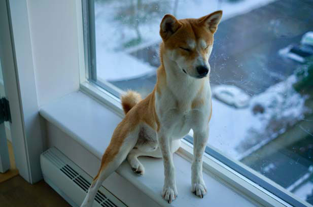 Raising a Shiba Inu is like raising a scumbag (2)